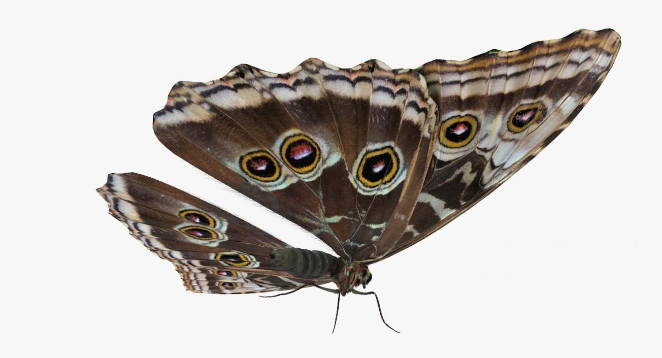 Butterfly Morpho Peleides with Fur 3D model