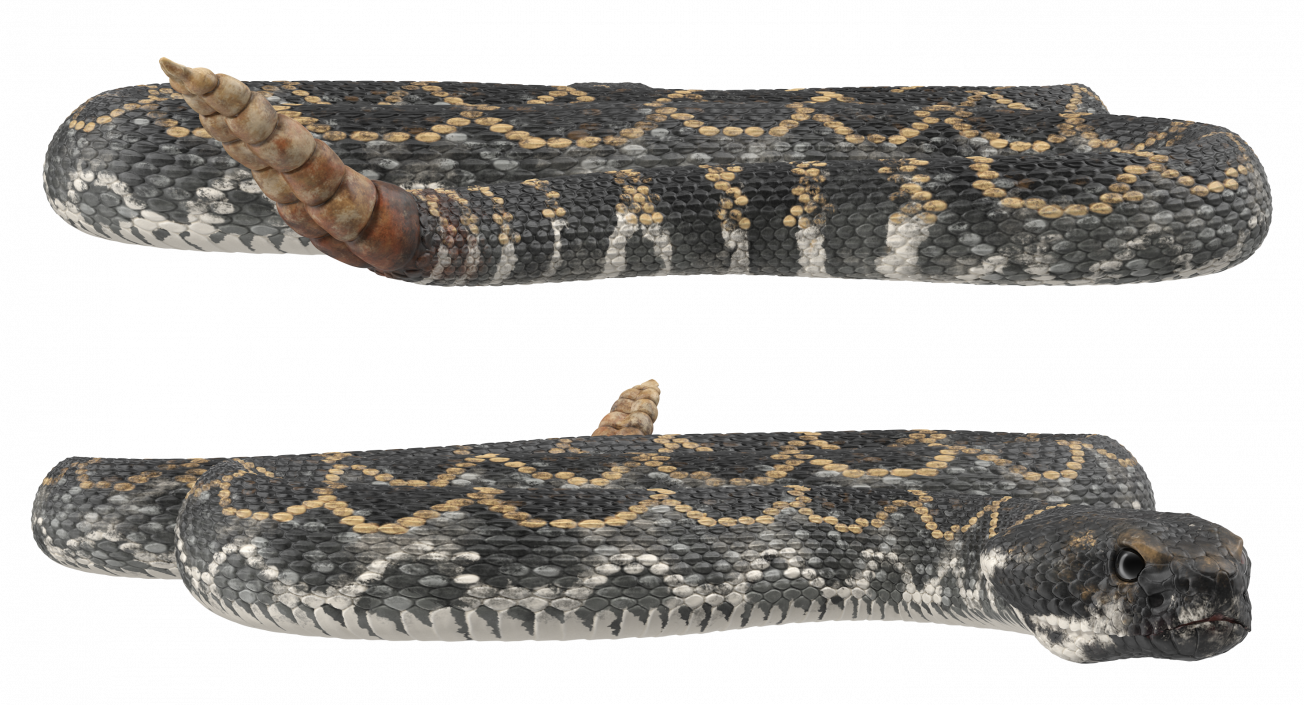 3D model Dark Rattlesnake Crawling Pose