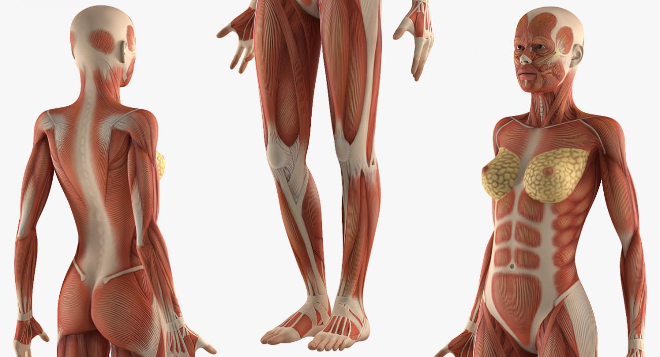 3D model Anatomy Female Muscular System