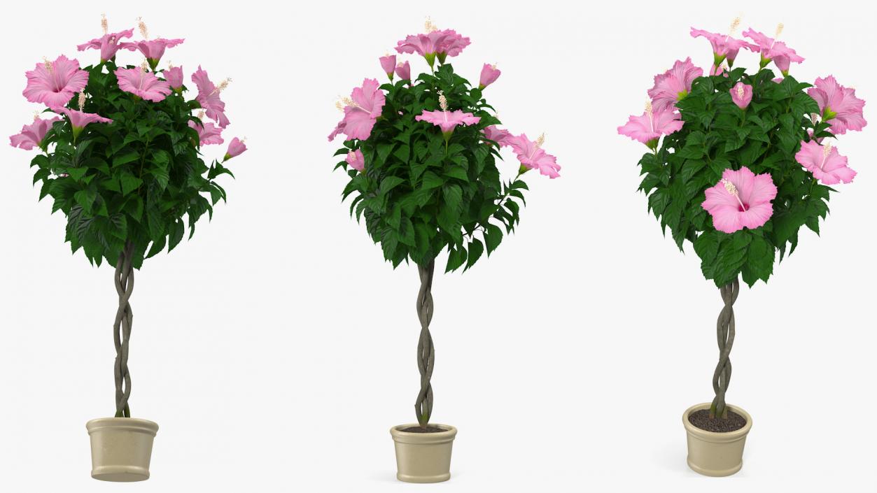 3D Braided Hibiscus Tree in Pot Pink model
