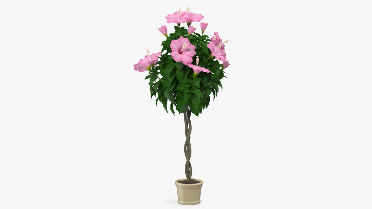 3D Braided Hibiscus Tree in Pot Pink model