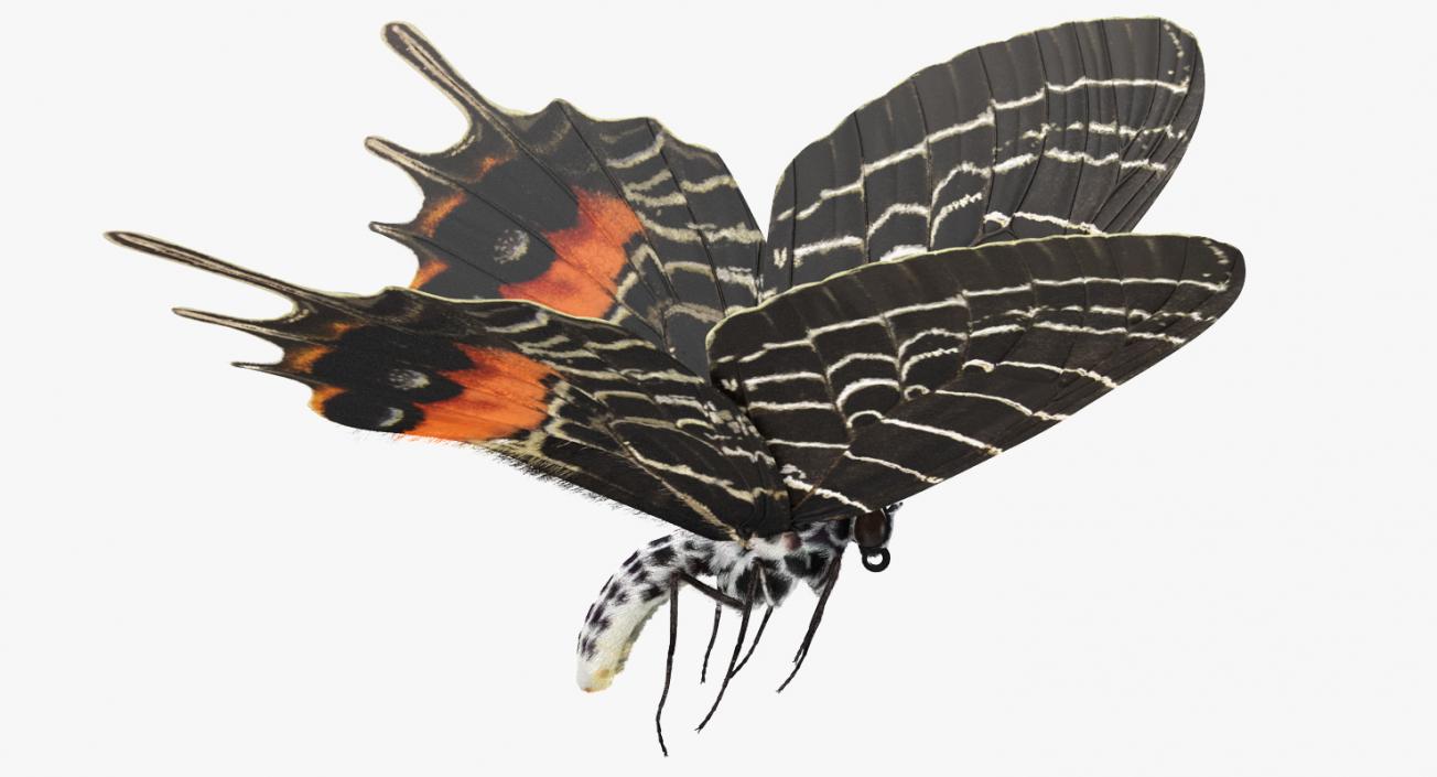Bhutanitis Lidderdalii or Bhutan Glory Butterfly with Fur 3D