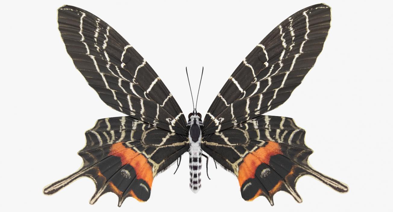Bhutanitis Lidderdalii or Bhutan Glory Butterfly with Fur 3D