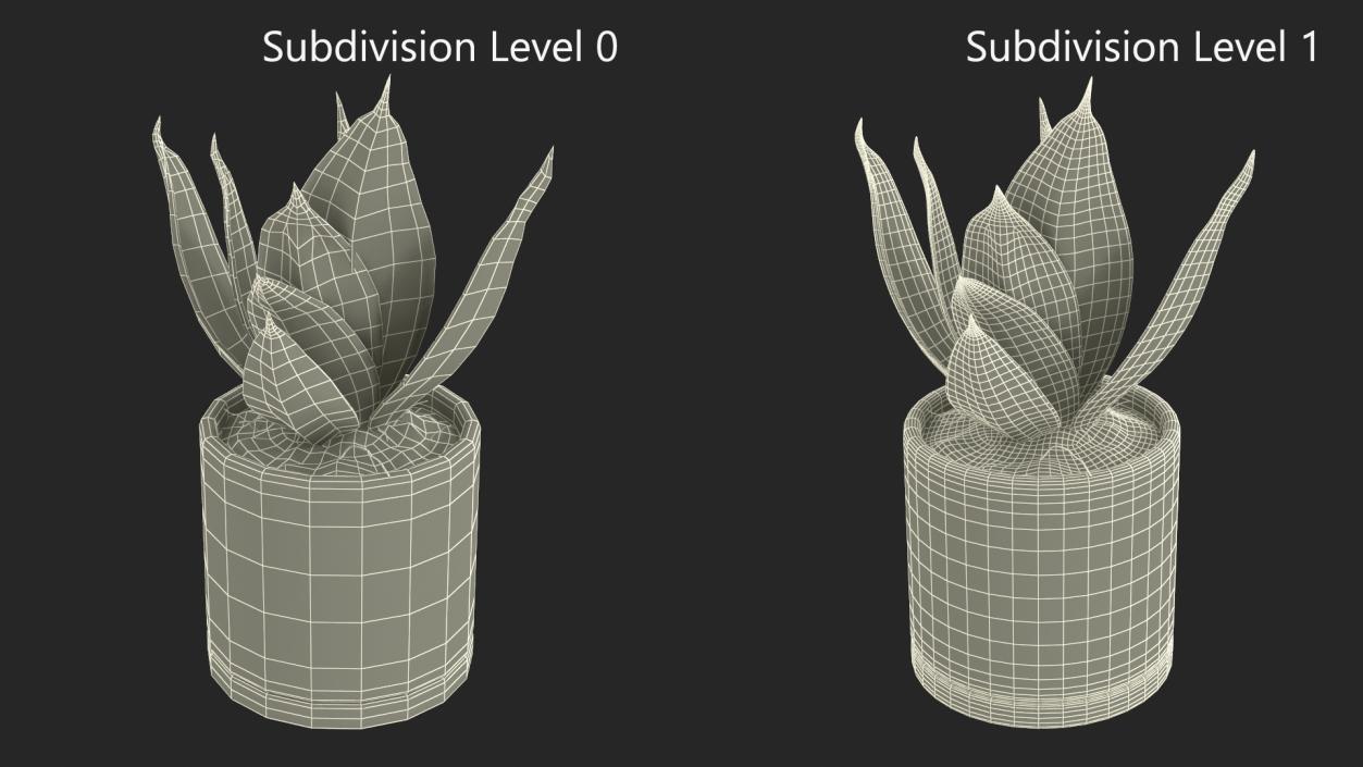 Variegated Snake Plant 3D