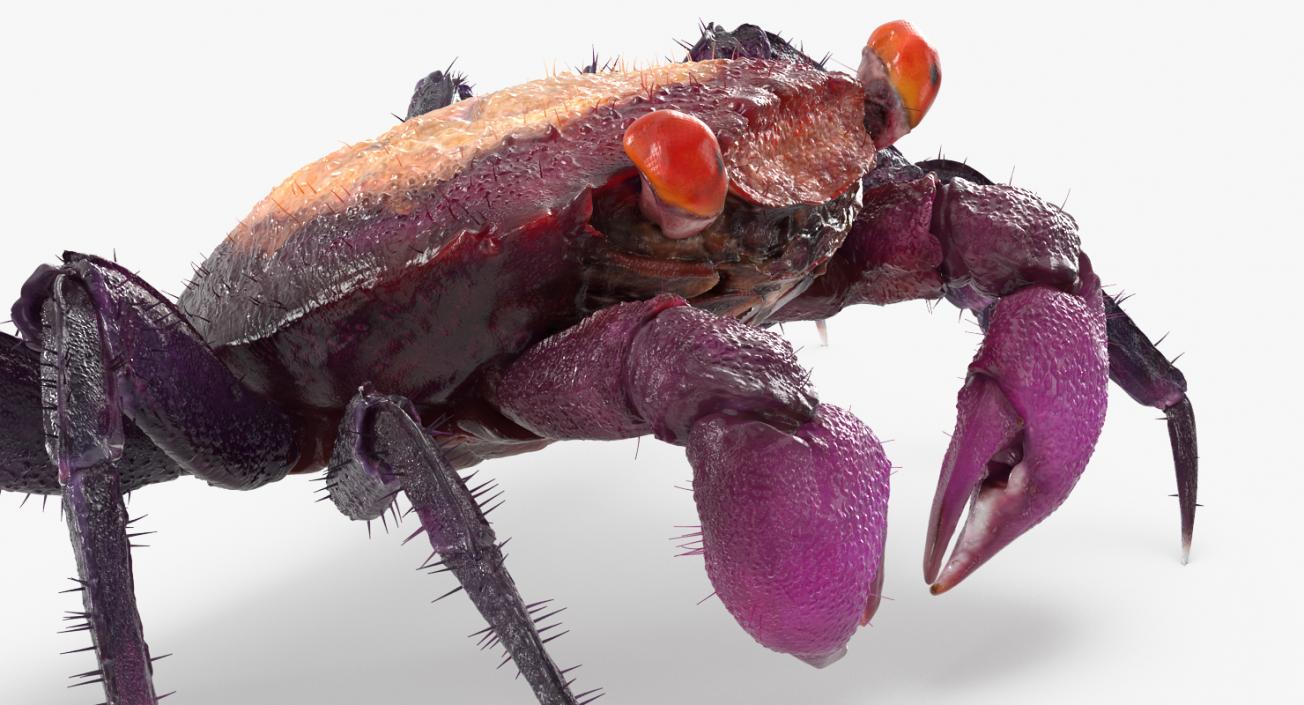 Vampire Crab Geosesarma with Fur 3D