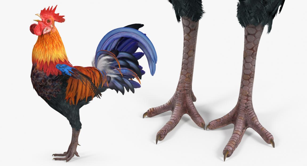 Rooster Rigged 3D model