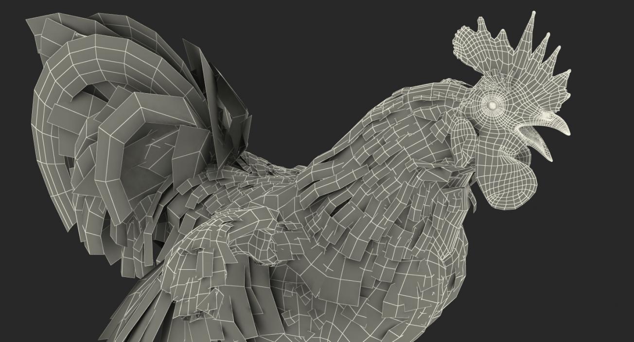 Rooster Rigged 3D model