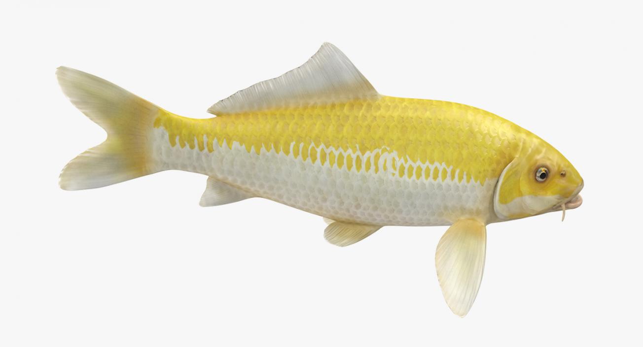 3D model Yellow Koi Ogon Fish