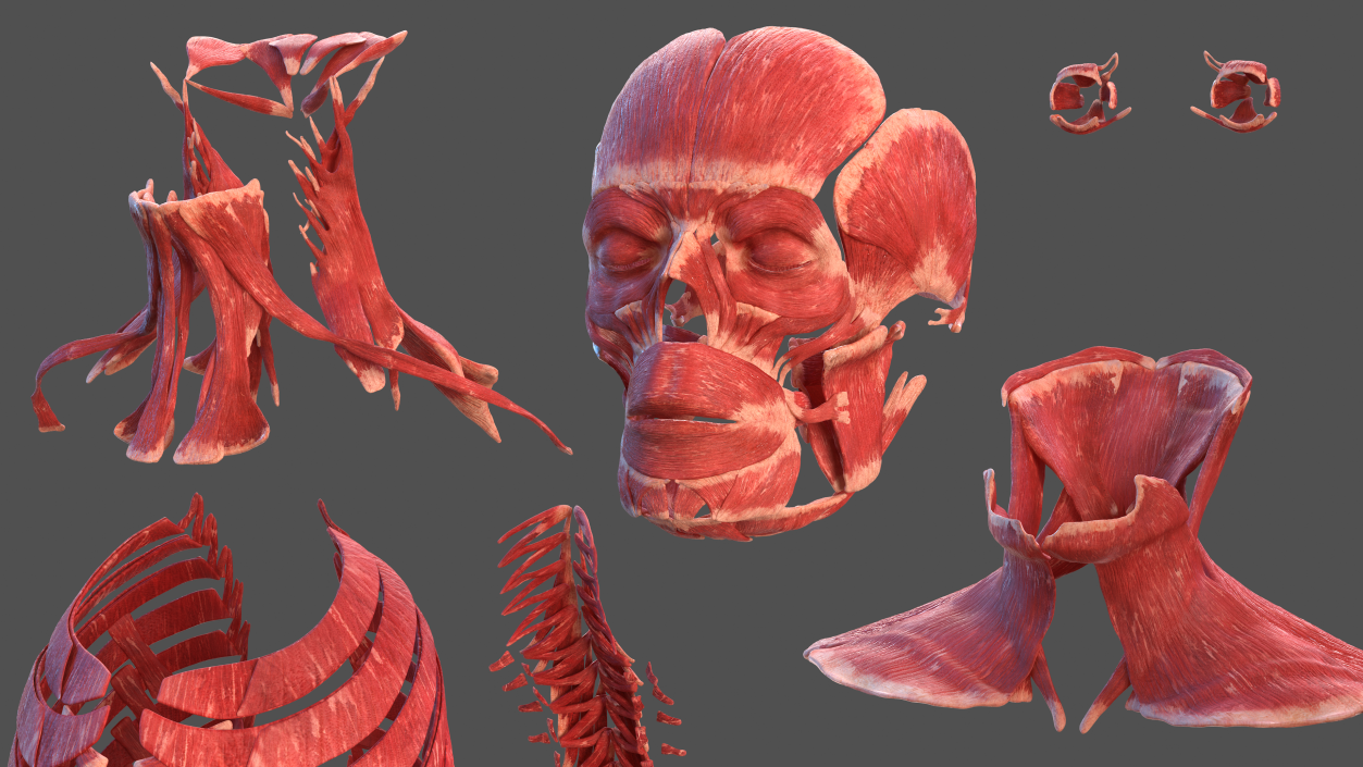 3D model Male Muscular System Full Body