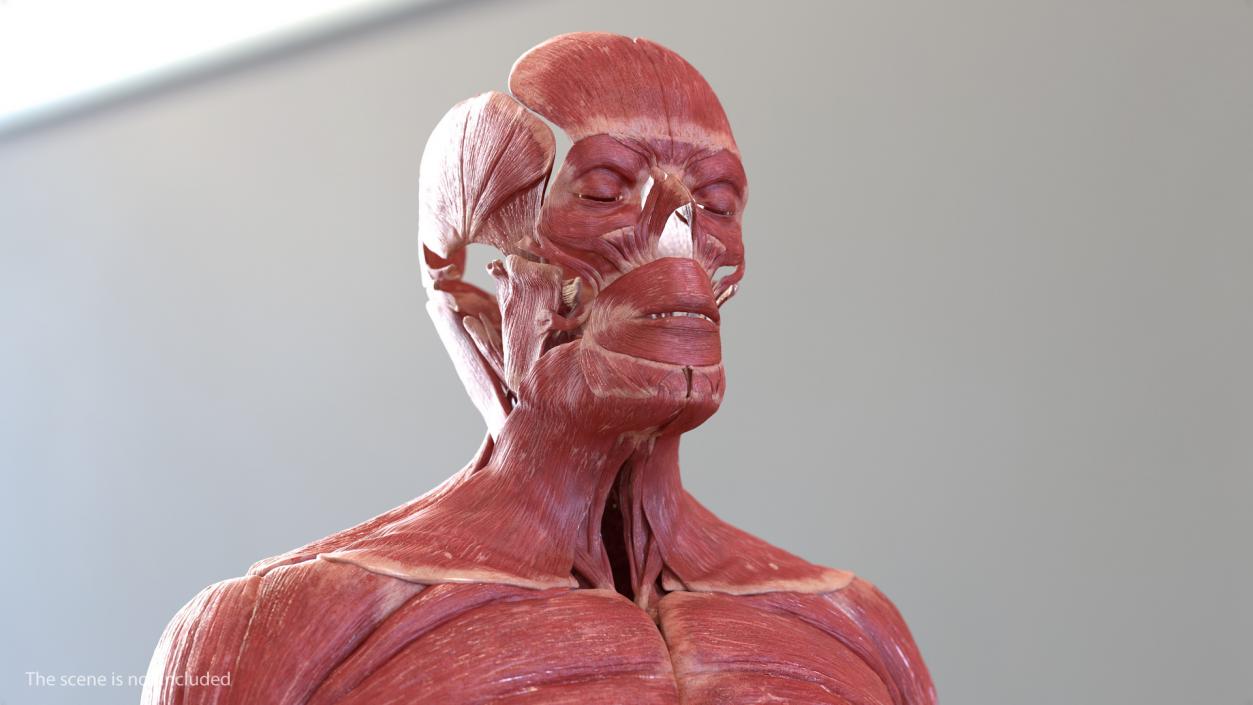 3D model Male Muscular System Full Body