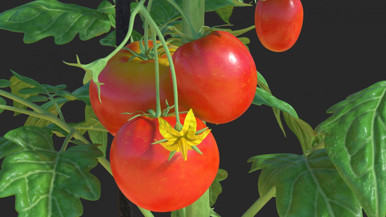 Red Organic Tomato Plant 3D model