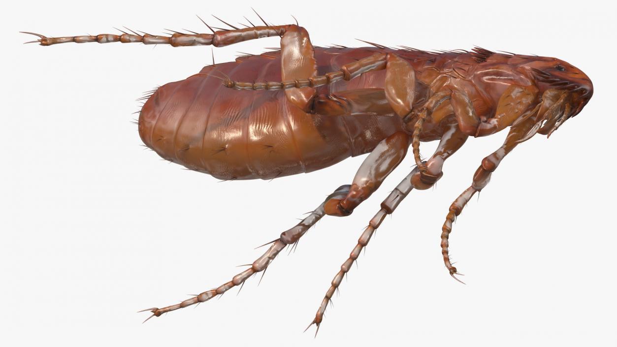 3D Flea Insect Rigged model