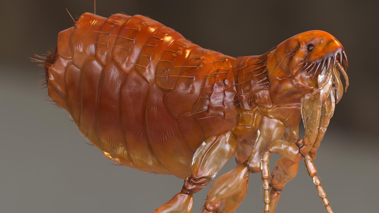 3D Flea Insect Rigged model