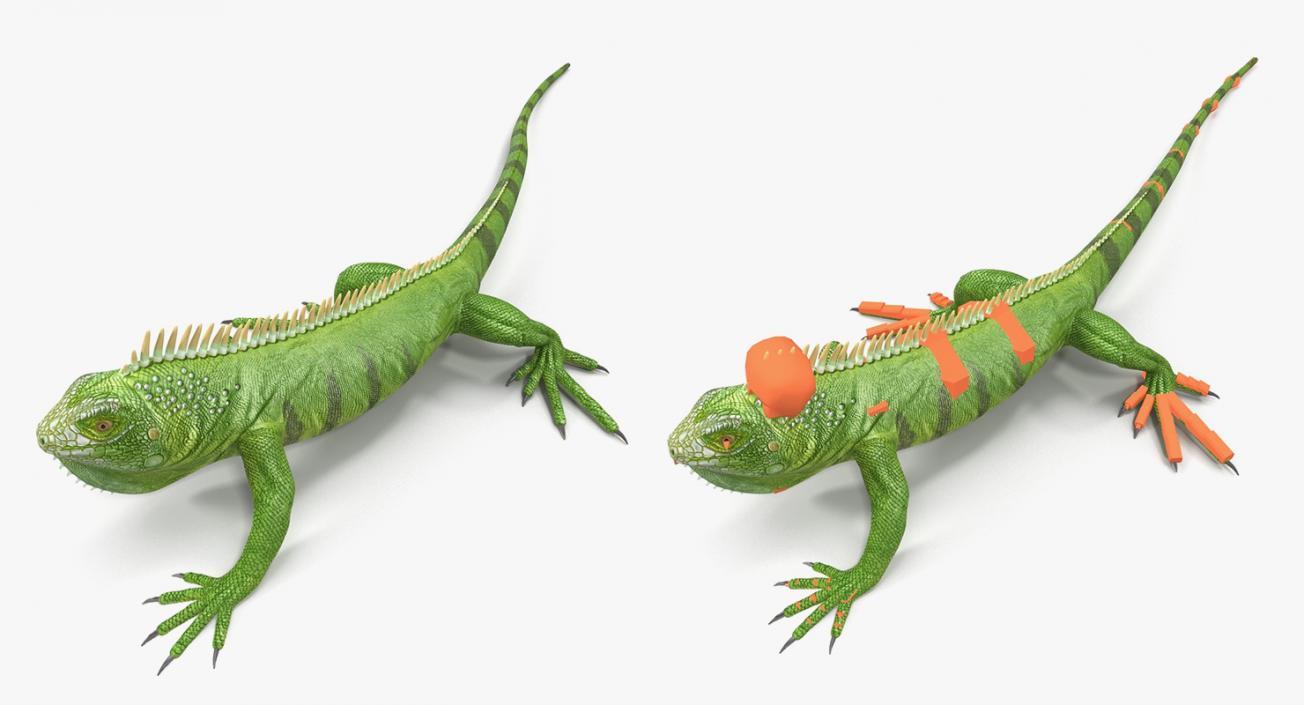 Rigged Lizards Collection 2 3D