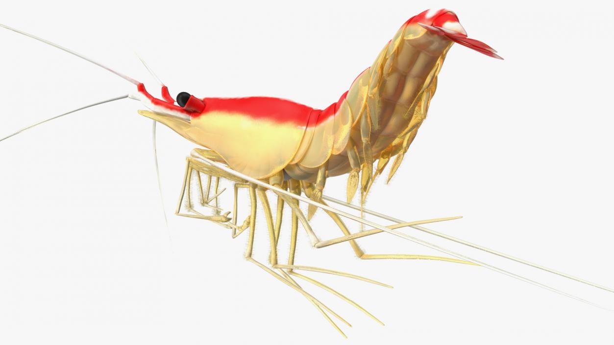 3D Pacific Cleaner Shrimp Fur