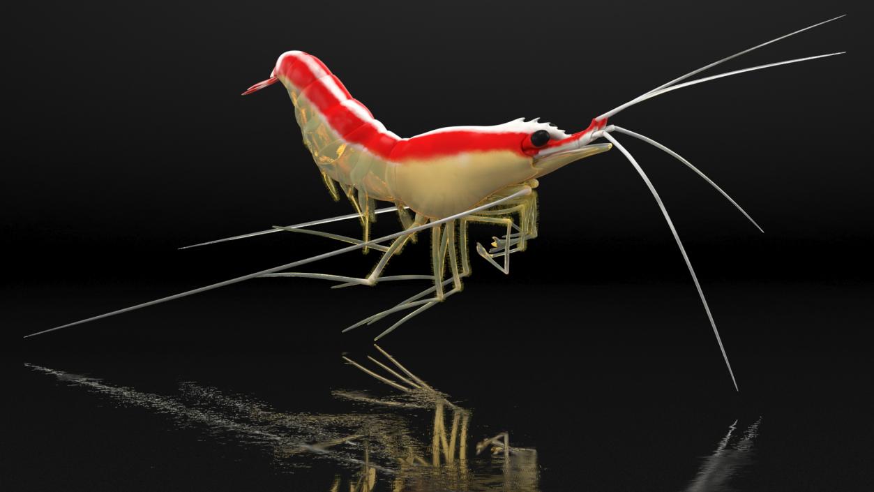 3D Pacific Cleaner Shrimp Fur