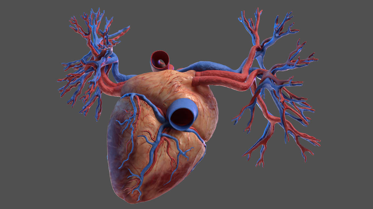 3D Human Heart and Bronchi model