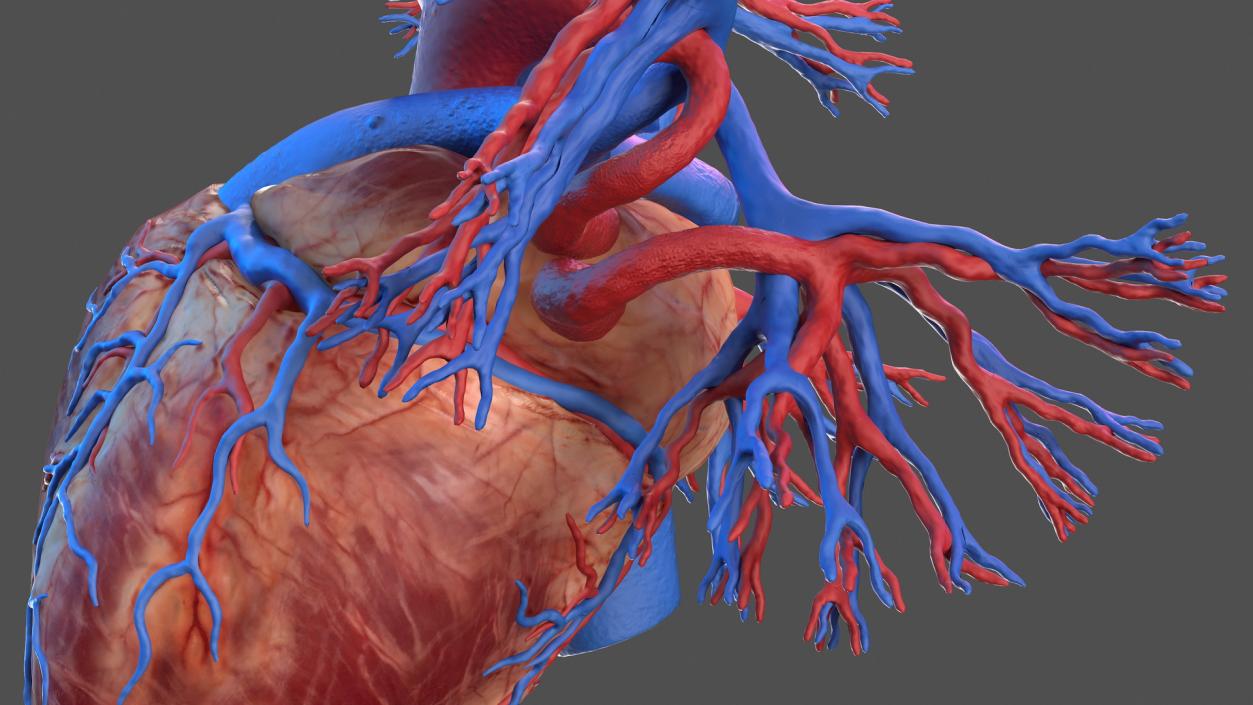 3D Human Heart and Bronchi model