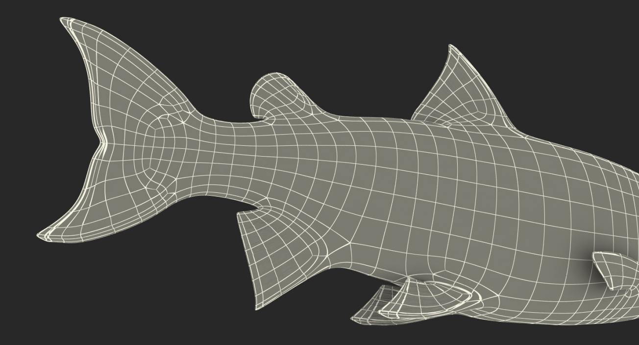 Atlantic Salmon Fish Rigged 3D
