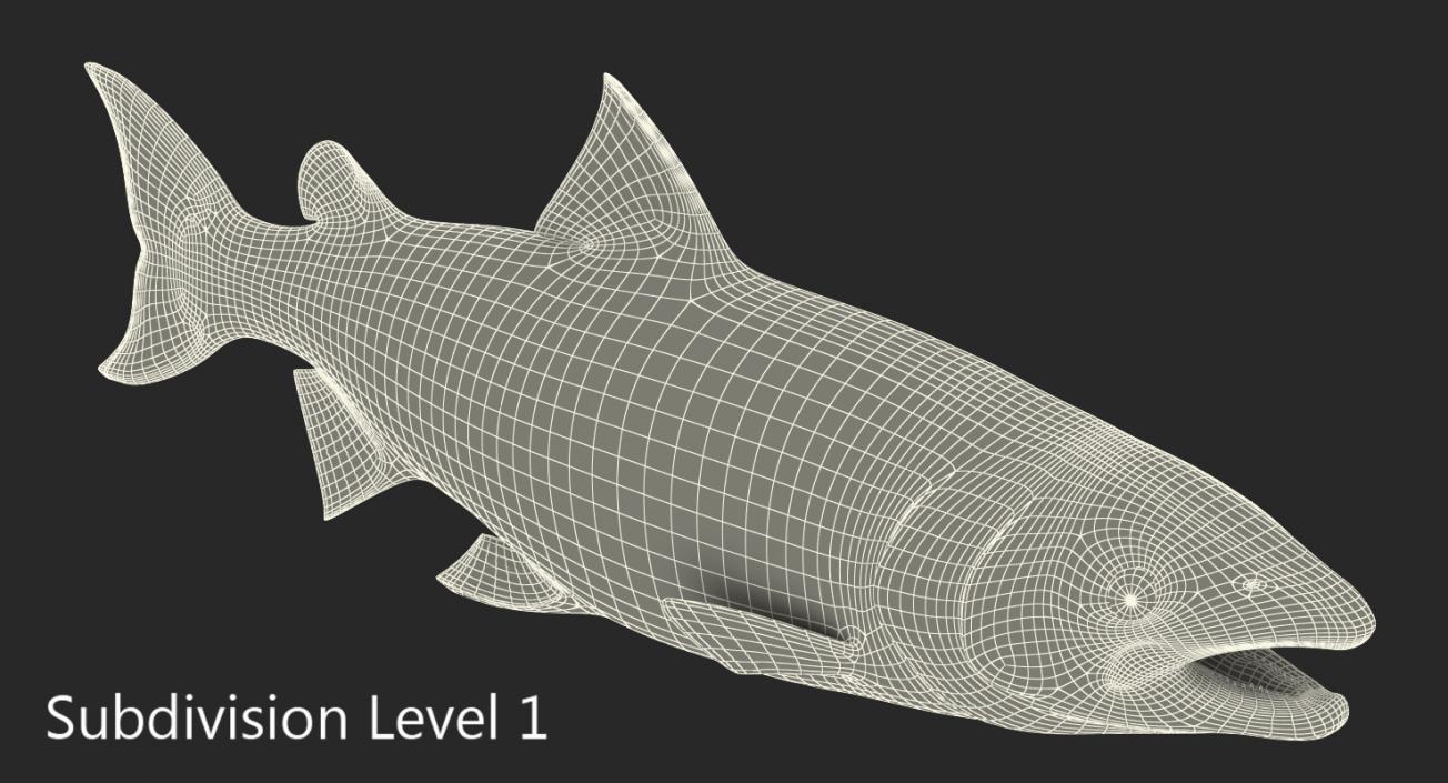 Atlantic Salmon Fish Rigged 3D
