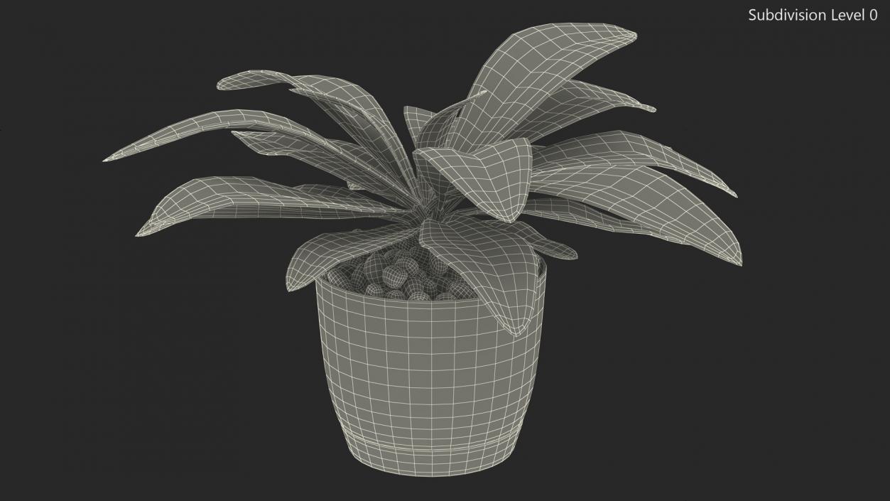 3D Indoor Plant Glauca Cordyline Potted