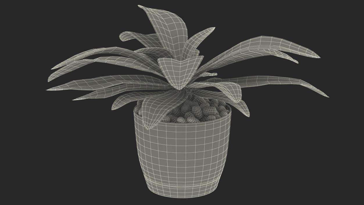 3D Indoor Plant Glauca Cordyline Potted
