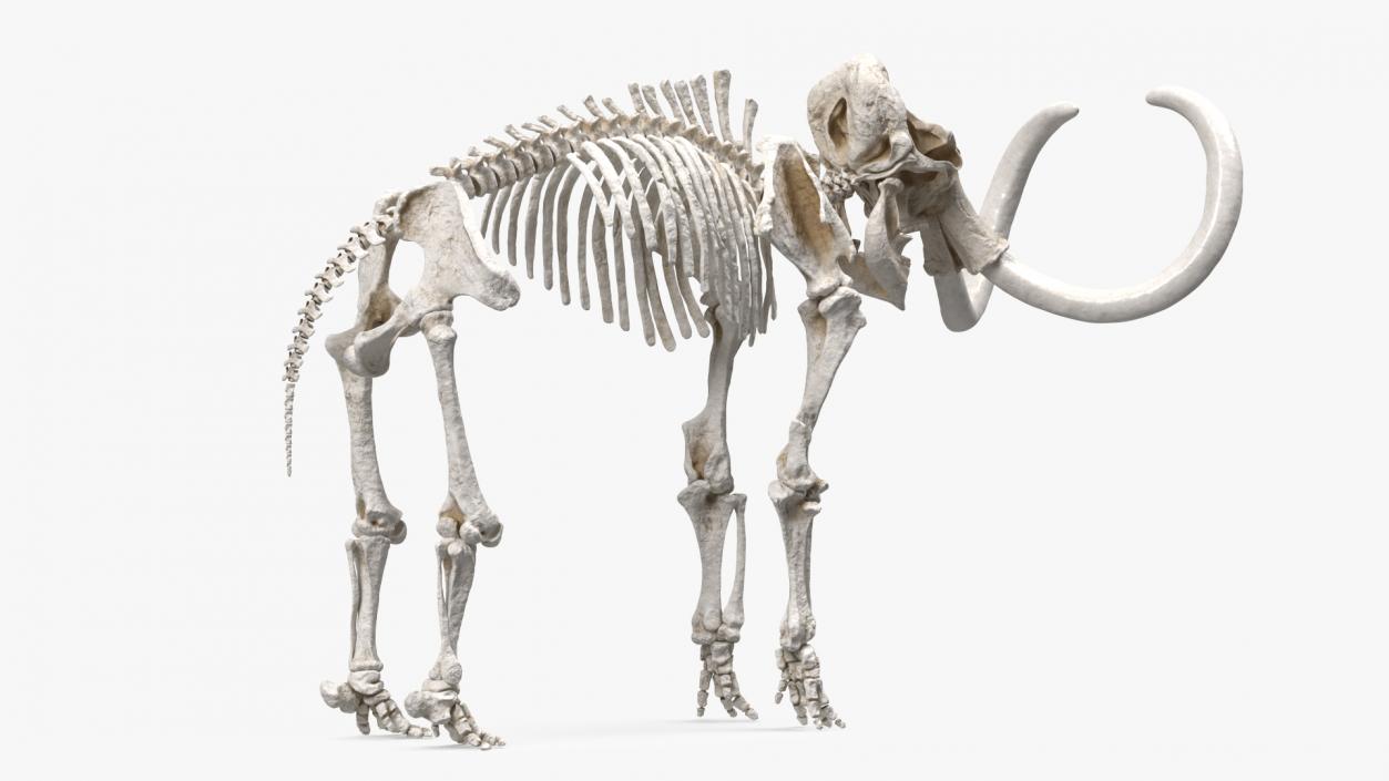 3D Mammoth Skeleton Clean Bones model