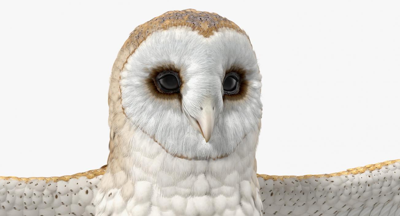 3D model Common Barn Owl