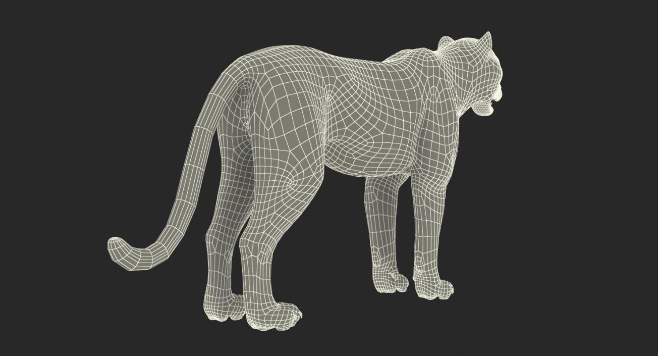 Leopard Rigged 3D model