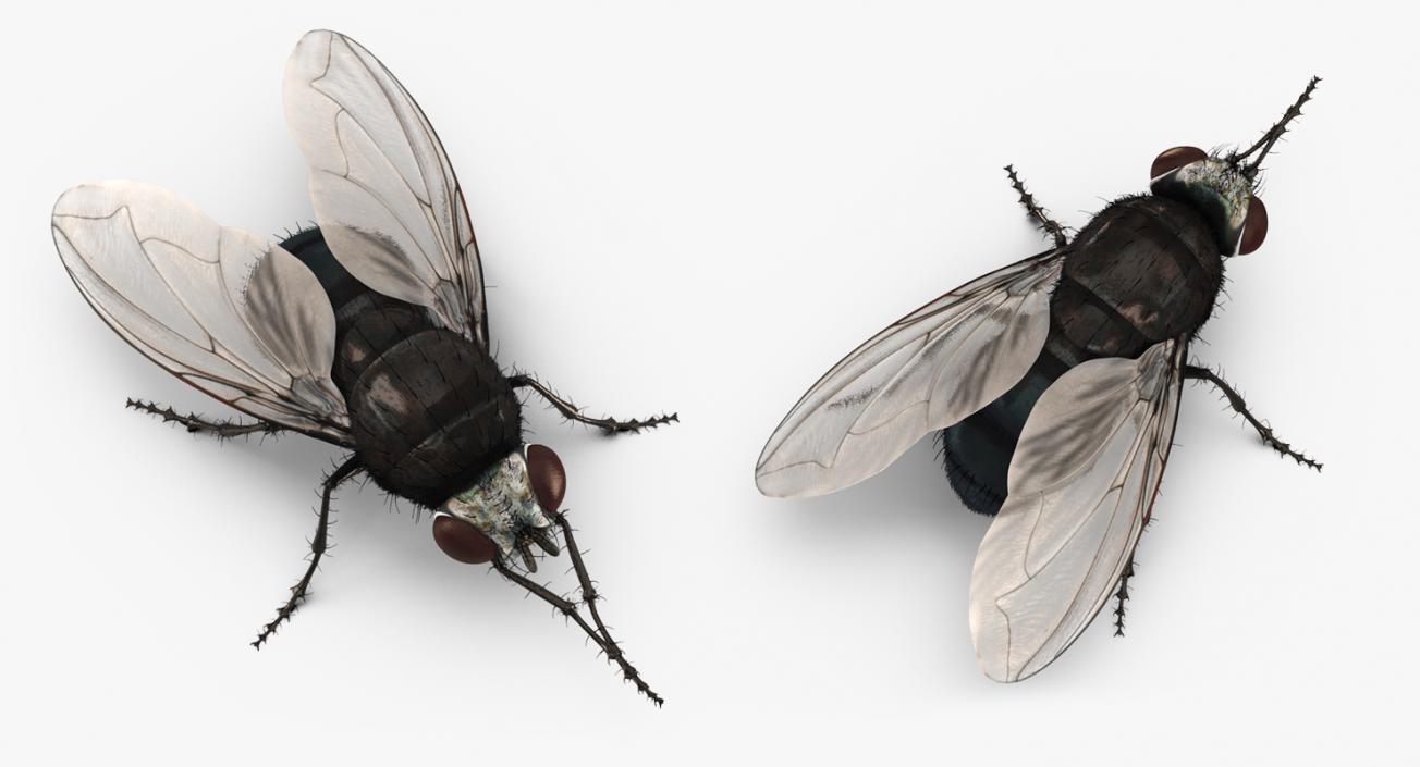 Fly Rigged with Fur 3D model
