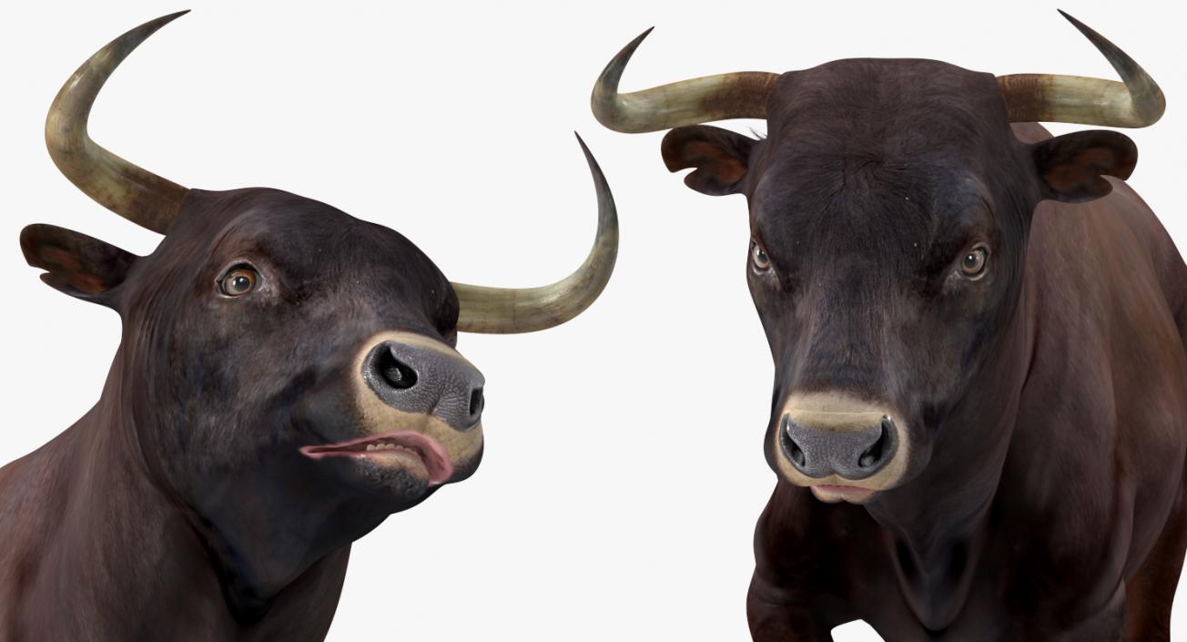Bull Running Pose 3D