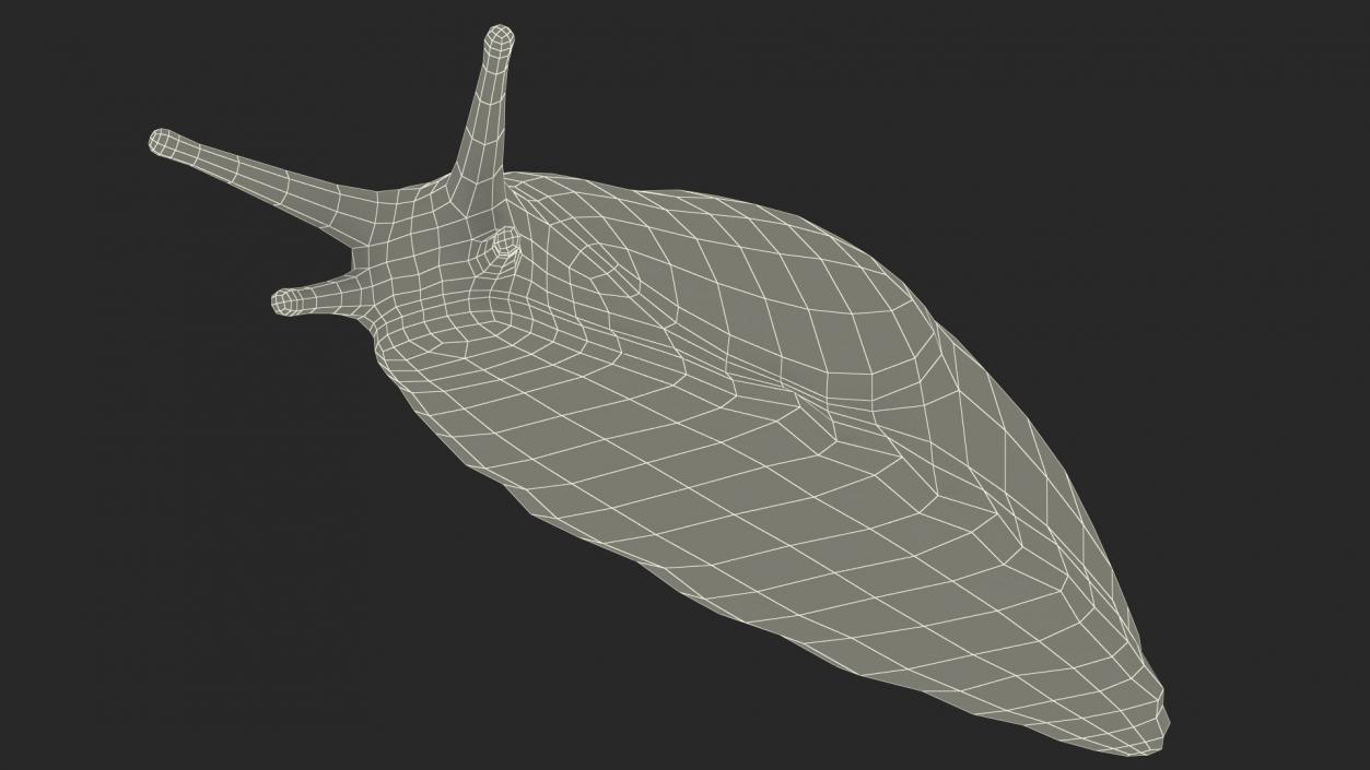 3D Garden Slug Arion Hortensis Lying model