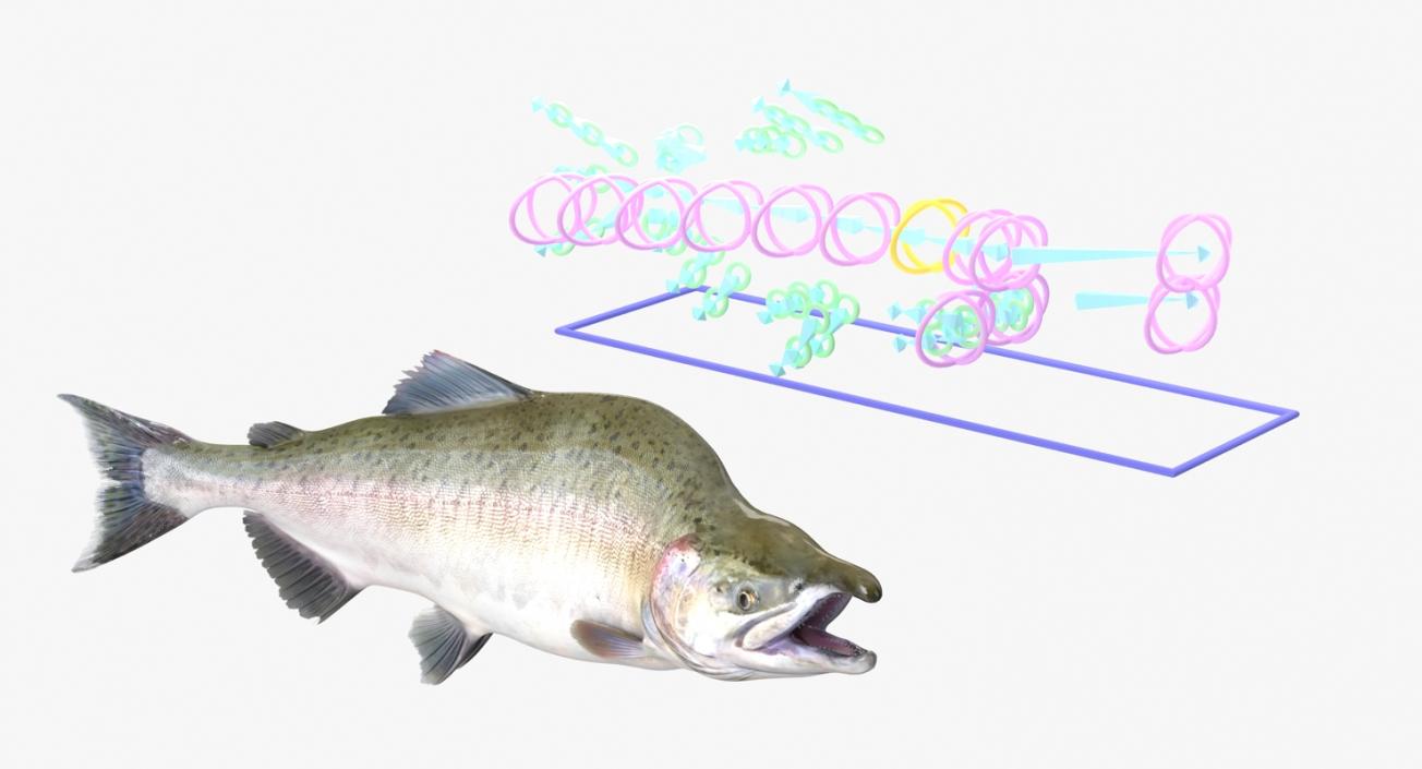 3D Pink Salmon Rigged model