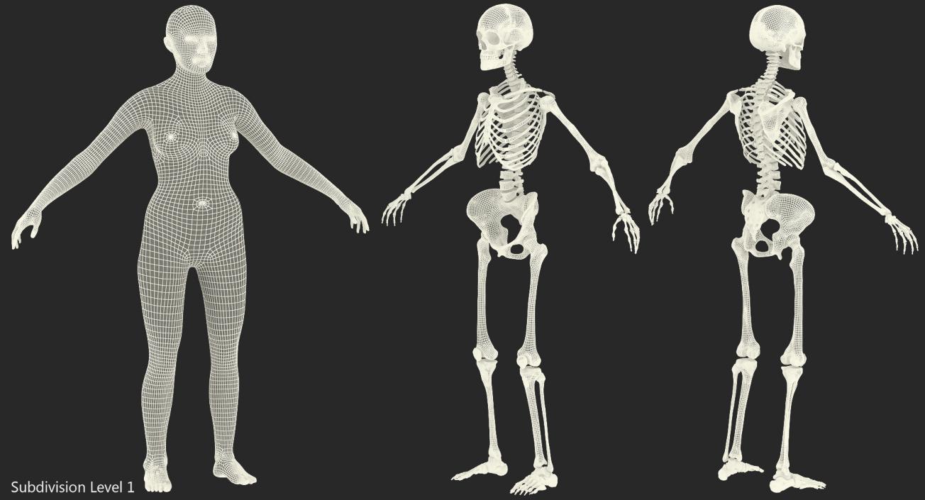 3D model Female Body with Skeleton