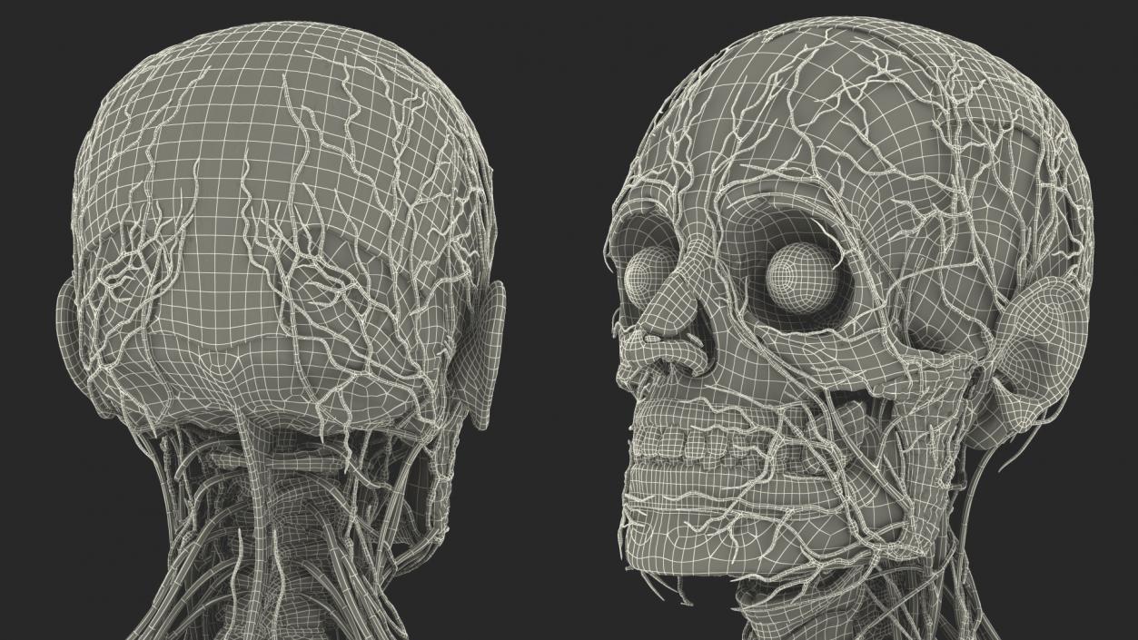 3D Male Skeleton and Internal Organs Anatomy
