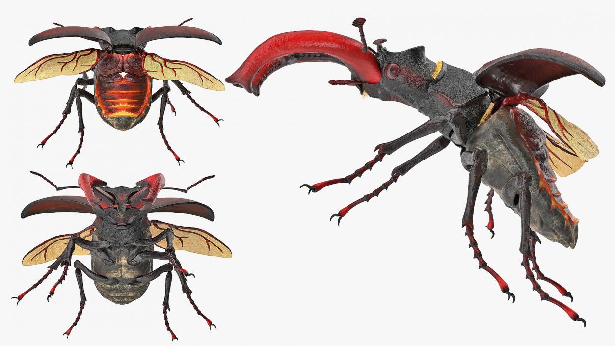 Lucanus Cervus Stag Beetle Flying with Fur 3D
