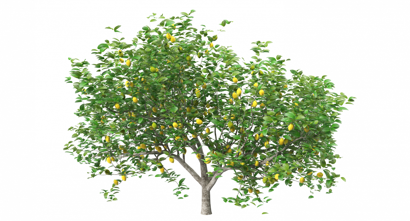 3D model Lemon Tree