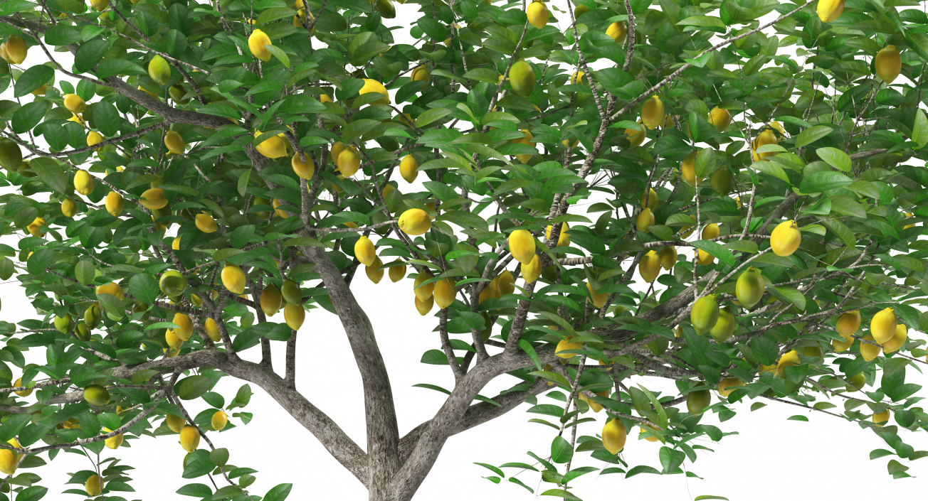 3D model Lemon Tree