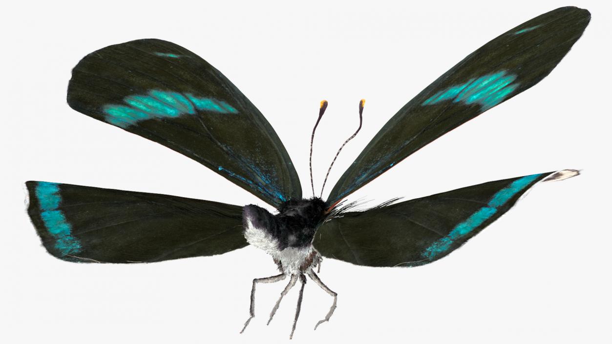 Animated Diaethria Clymena Butterfly Flight Fur 3D