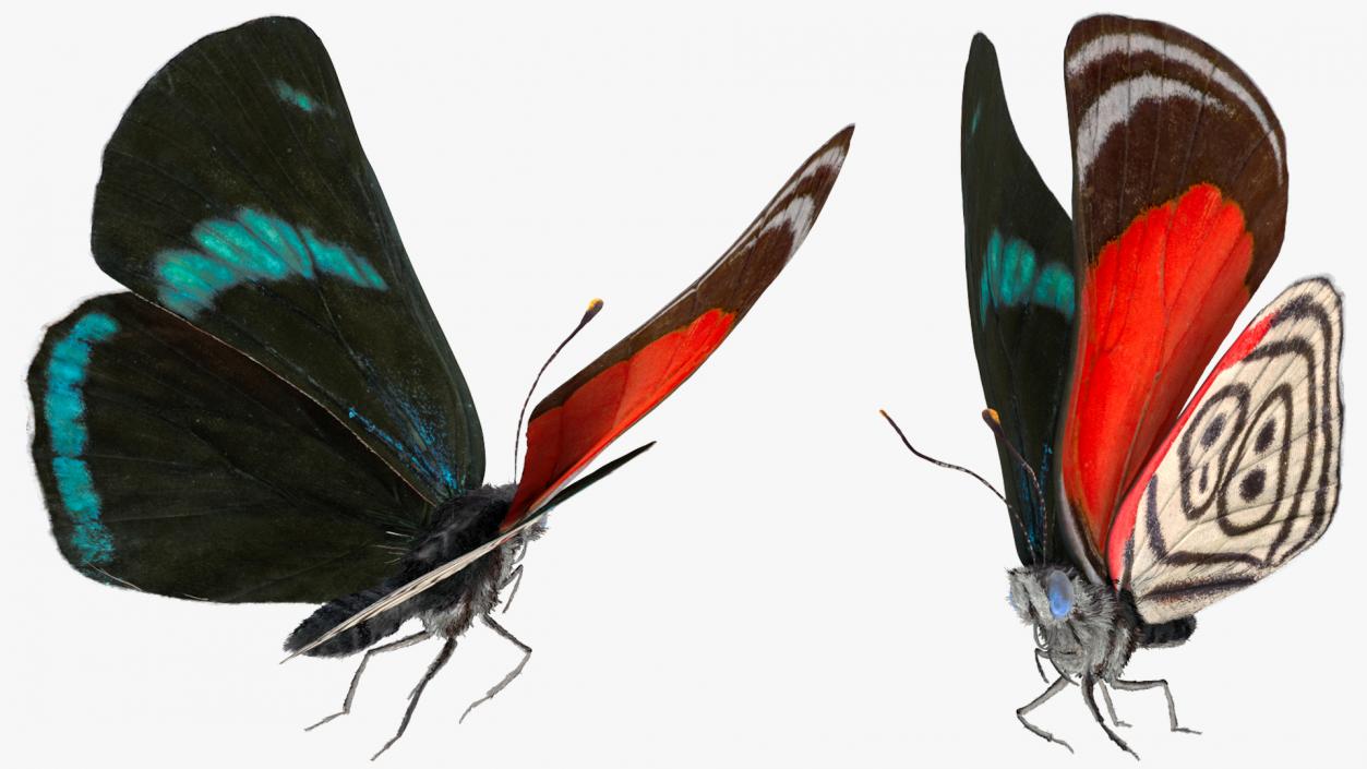 Animated Diaethria Clymena Butterfly Flight Fur 3D