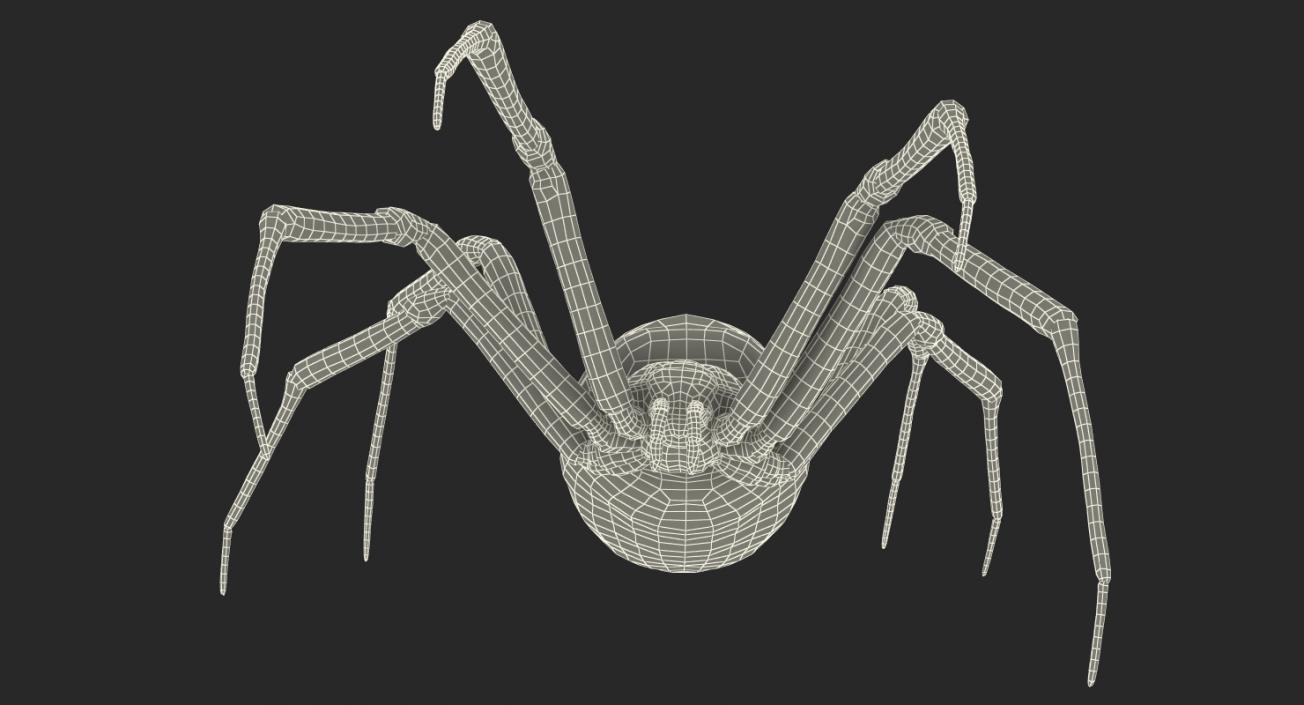 Writing Spider 3D model