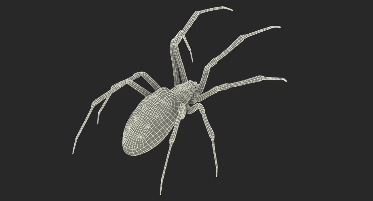 Writing Spider 3D model