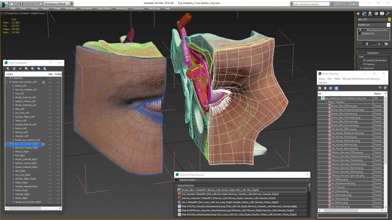 3D model Eye Anatomy Cross-Section