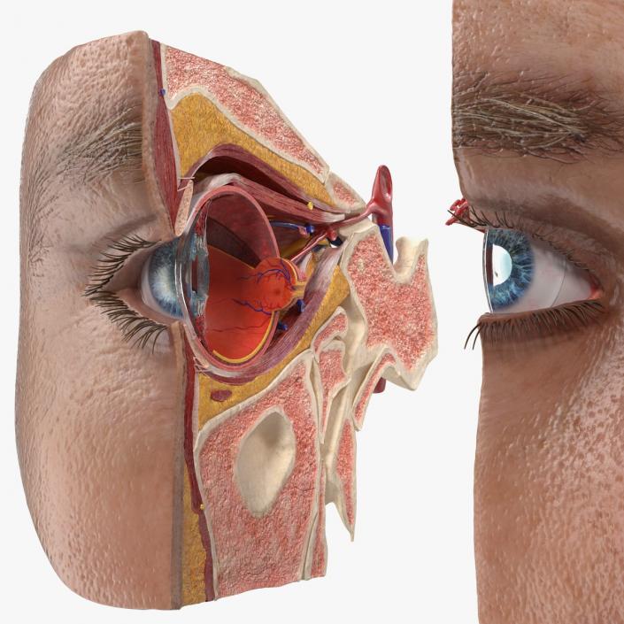 3D model Eye Anatomy Cross-Section