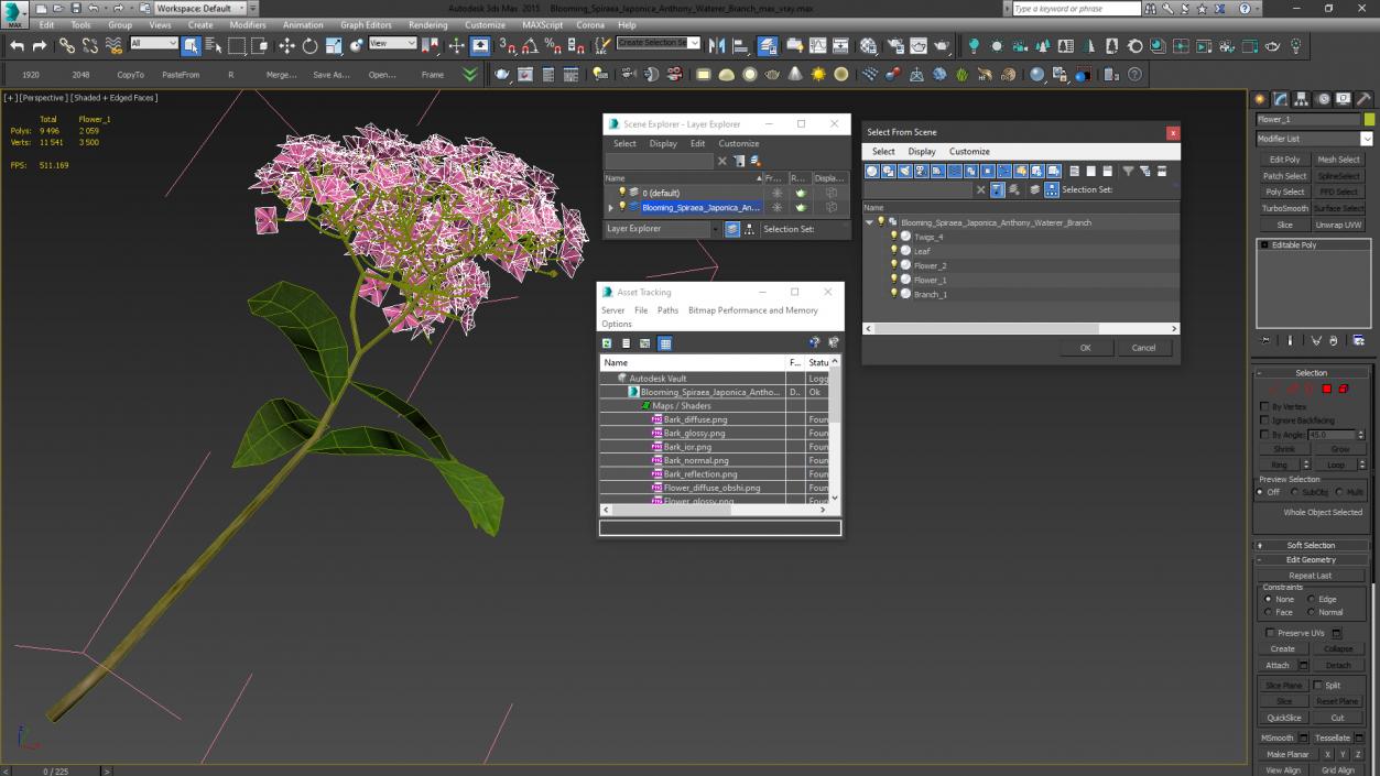 3D Blooming Spiraea Japonica Anthony Waterer Branch model