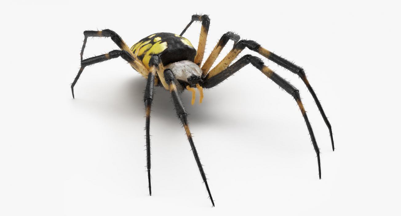 Yellow Garden Spider with Fur 3D model