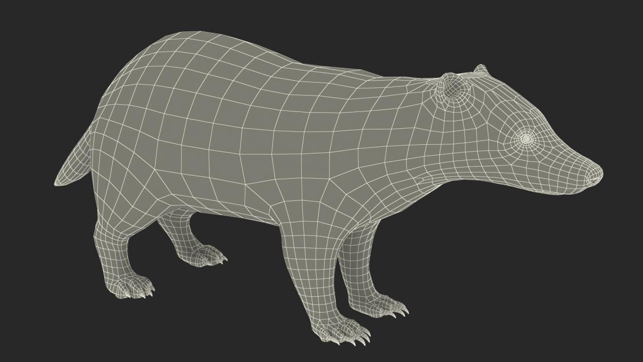 3D Badger Rigged model
