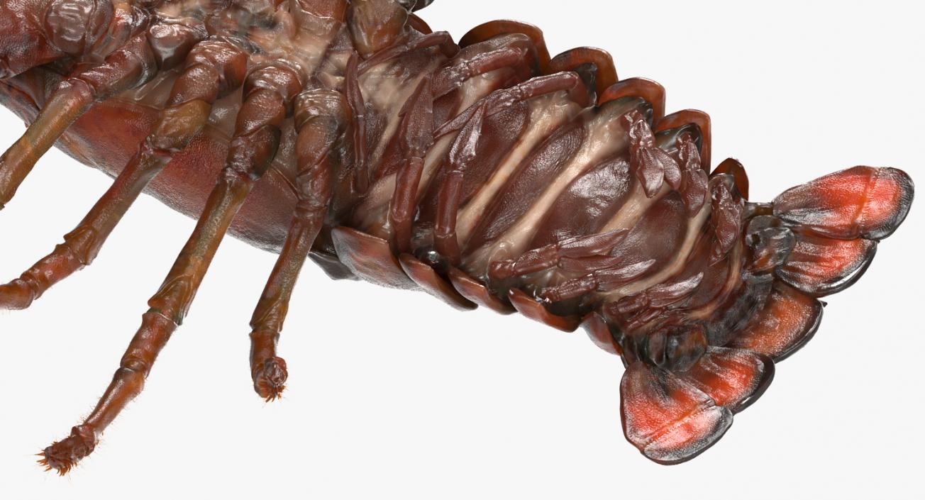 3D Lobster Pose 3 with Fur model