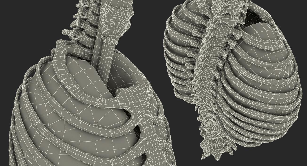 Female Ribcage Skeleton with Respiratory System 3D