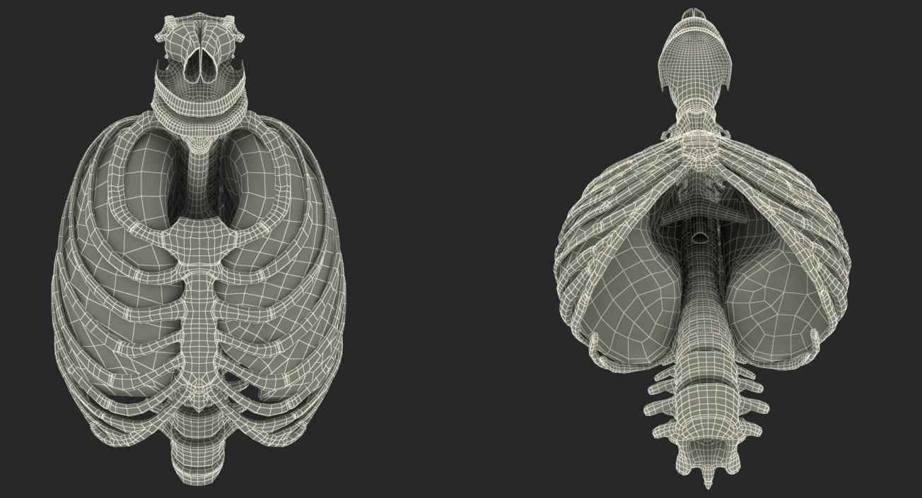 Female Ribcage Skeleton with Respiratory System 3D